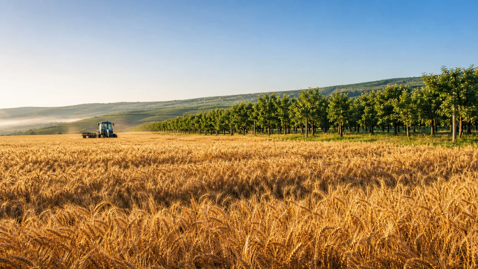 Lan de grâu copt și o livadă cu un tractor la orizont, vara, într-un peisaj agricol din Republica Moldova.